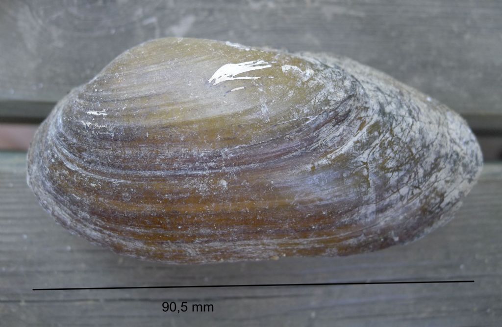 Molte, moltissime Corbicule